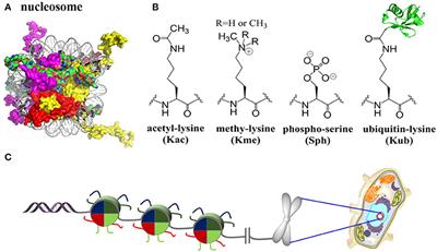 Total Chemical Synthesis of Modified Histones